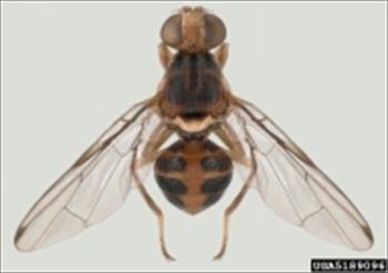 میزبان های مگس میوه زیتون